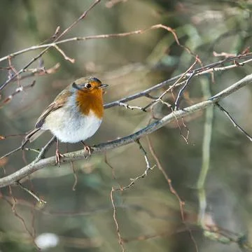 Single robin in the winter Stock Photos