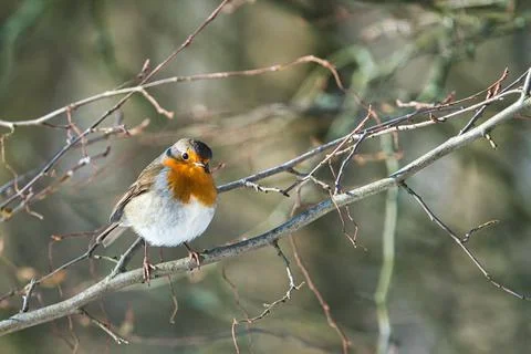 Single robin in the winter Stock Photos