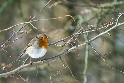 Single robin in the winter Foto stock