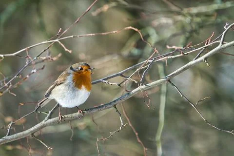 Single robin in the winter Stock Photos