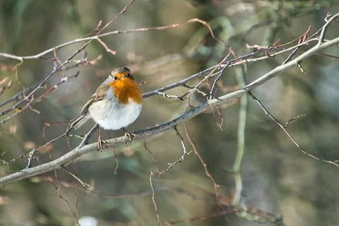 Single robin in the winter Stock-Fotos