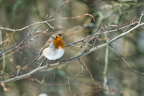 Single robin in the winter Foto stock