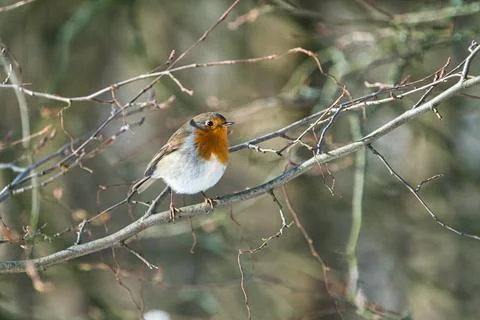Single robin in the winter Foto stock