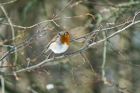 Single robin in the winter Foto stock