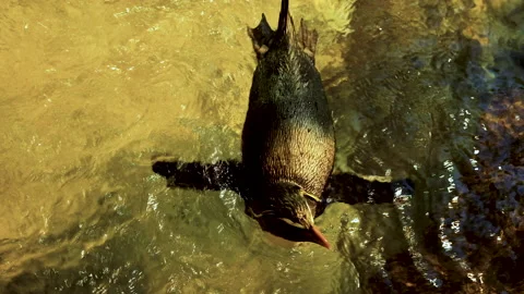 Single Rockhopper penguin swimming in stream; top view close-up Stock Footage 201652292
