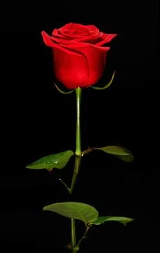 Single romantic red rose Stock Photos