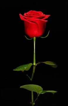 Single romantic red rose Stock Photos