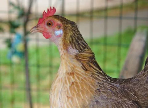 Single rooster in a cage on nature background Stock Photos