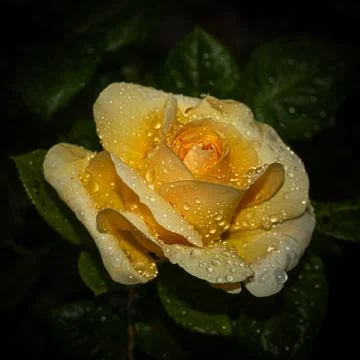 A single rose, bathed in droplets from a recent shower, glows softly agains.. Stock Photos