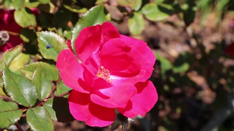 Single rose with birds Video stock 36634146