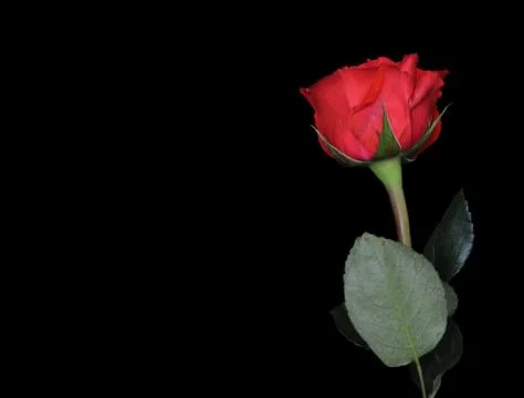 Single rose on black background with the stem below and the red rose in the t Stock Photos