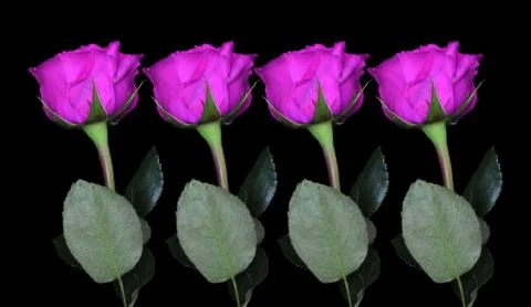 Single rose on black background with the stem below Stock Photos