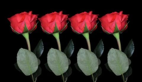 Single rose on black background with the stem below Stock Photos