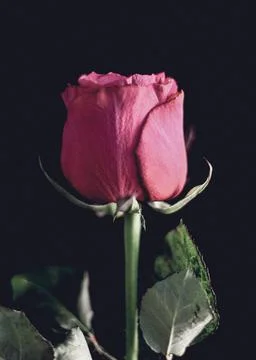 Single Rose Close-up Stock Photos