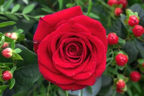 A single rose closeup background Stock Photos