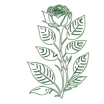 Single Rose Flower Outline Drawing Illustration Stock Illustration