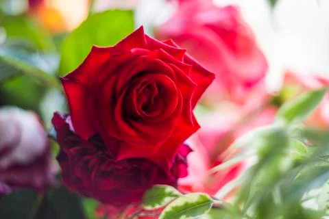 Single rose flower Stock Photos