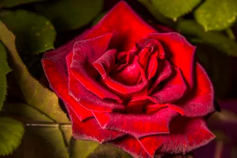 Single rose flower Stock Photos