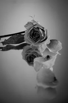 Single rose flower with reflection Stock-Fotos