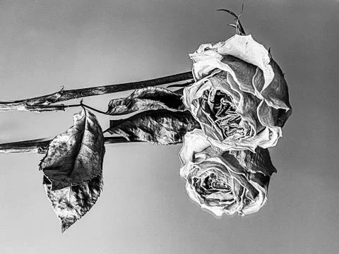 Single rose flower with reflection 库存照片