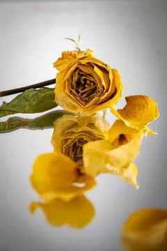 Single rose flower with reflection Stock-Fotos