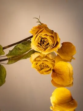 Single rose flower with reflection Photos