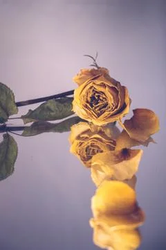 Single rose flower with reflection Stock-Fotos