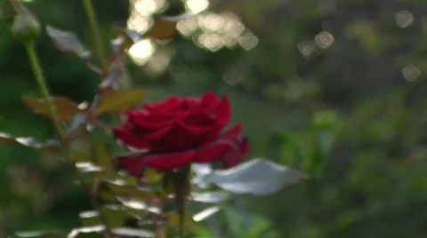 Single rose Stock Footage 501054