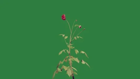 A single rose 스톡 동영상 336971532