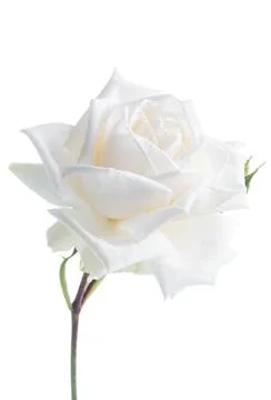 Single rose head close-up isolated on white Stock-Fotos