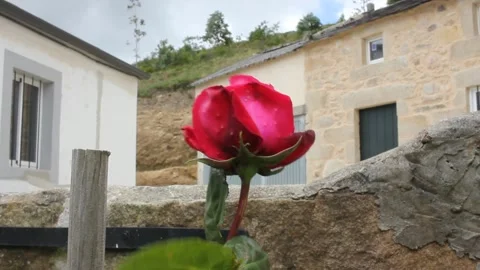 Single rose in a house in a windy day Stock Footage 254568352