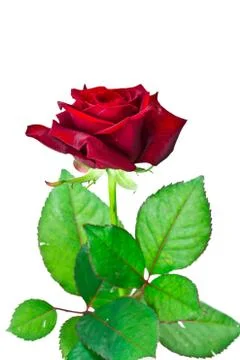 Single rose isolated Stock Photos