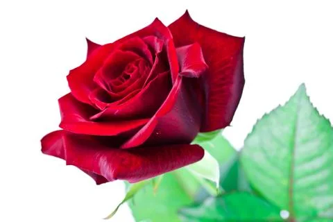 Single rose isolated Stock Photos