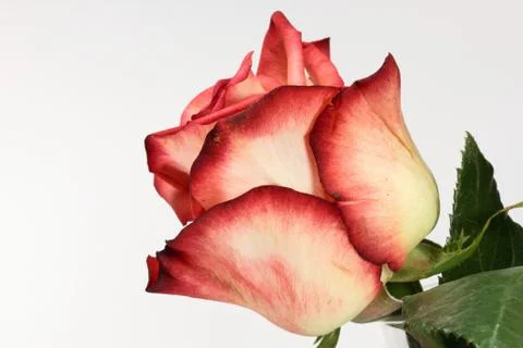 Single rose isolated Foto stock