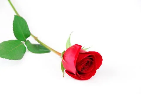 Single rose laying on white background Stock Photos