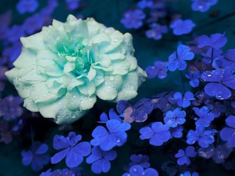 Single rose lying on grass field, Amazing nature background image. 스톡 사진