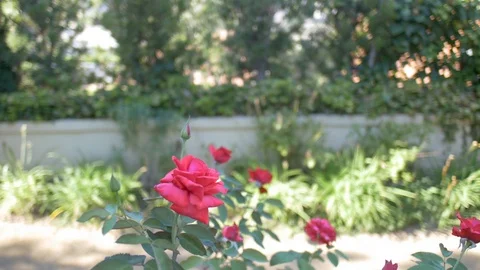 Single rose moving in wind Stock Footage 117541461