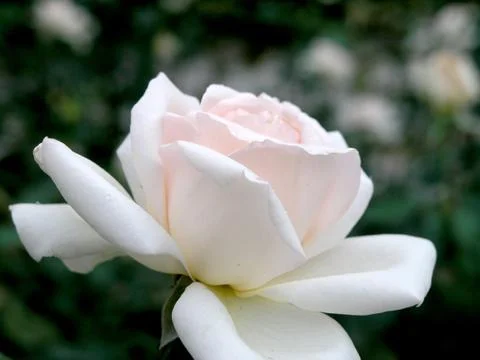 Single rose Stock Photos