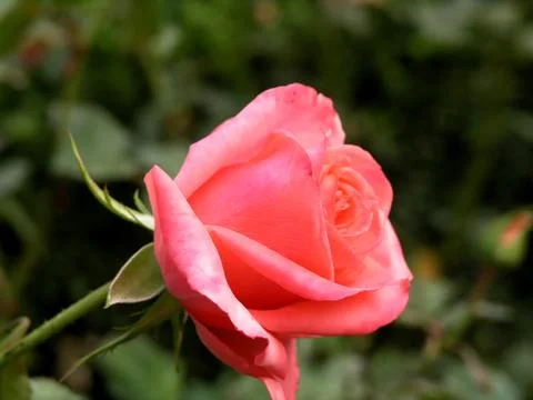 Single rose Stock Photos