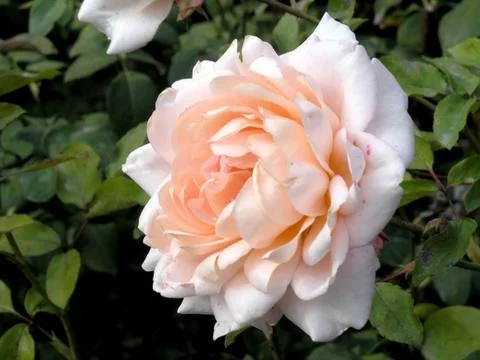 Single rose Stock Photos