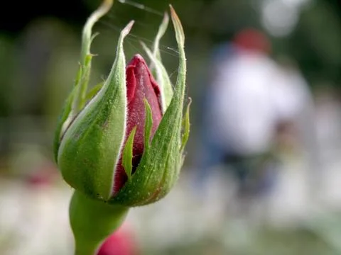 Single rose Stock Photos