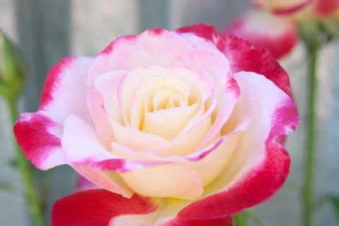 Single rose Stock Photos