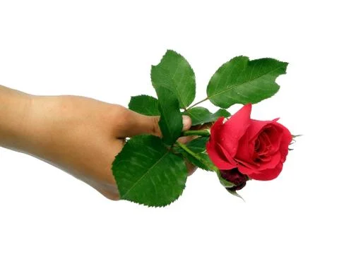 A single rose. Stock Photos