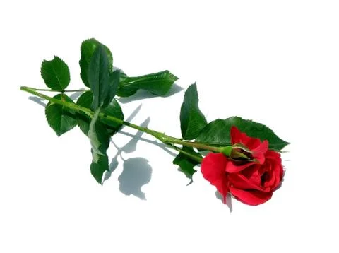 A single rose. Stock Photos