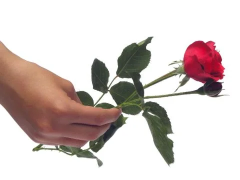 A single rose. Stock Photos