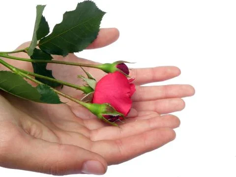 A single rose. Stock Photos
