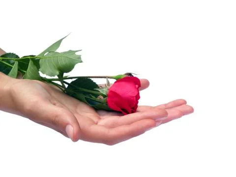 A single rose. Stock Photos