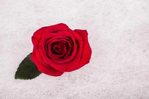 Single rose 스톡 사진