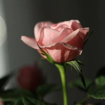 Single rose. Stock Photos