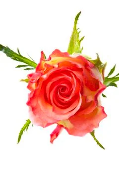 Single rose Stock Photos